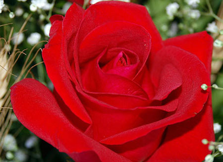 Lục đục hậu Valentine